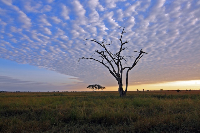 Sunrise @ Serengeti National Park